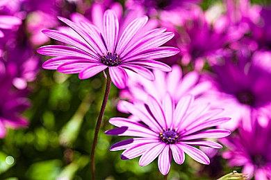 《生化变种》PS5和XSX版正式发售 Steam价格永降