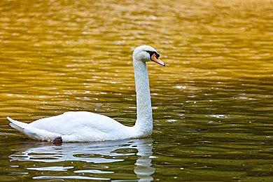 街机风格快节奏弹幕射击游戏《脏腑》现已在Steam平台正式推出