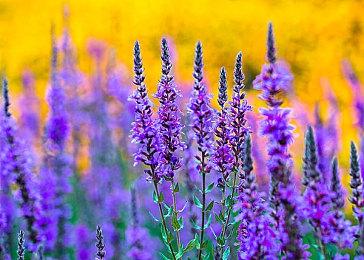 《仁王3》反派角色“德川国松”介绍公开